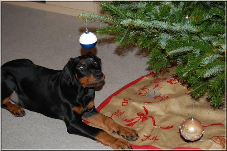 Dobermann Proud Danish Cool Casio - Ved godt jeg ikke må, meeeeeen.............. billede 9