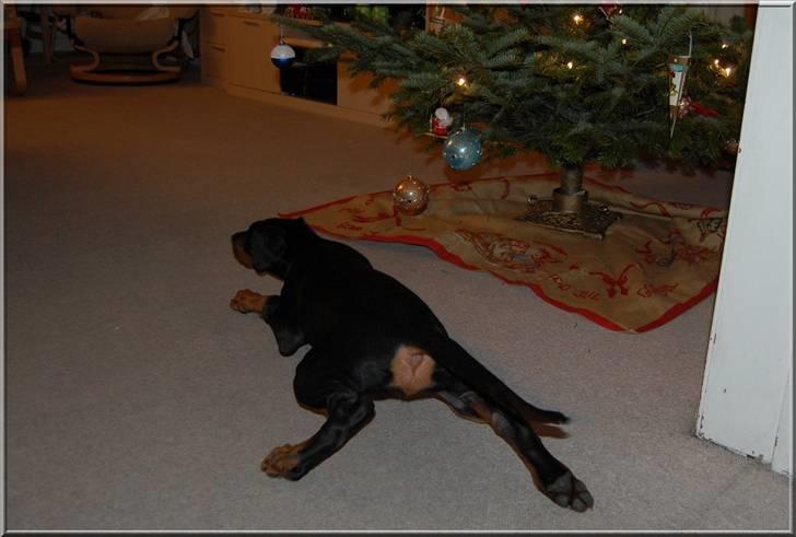 Dobermann Proud Danish Cool Casio - Jeg sniger mig ind på den............. billede 10