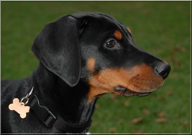 Dobermann Proud Danish Cool Casio billede 11