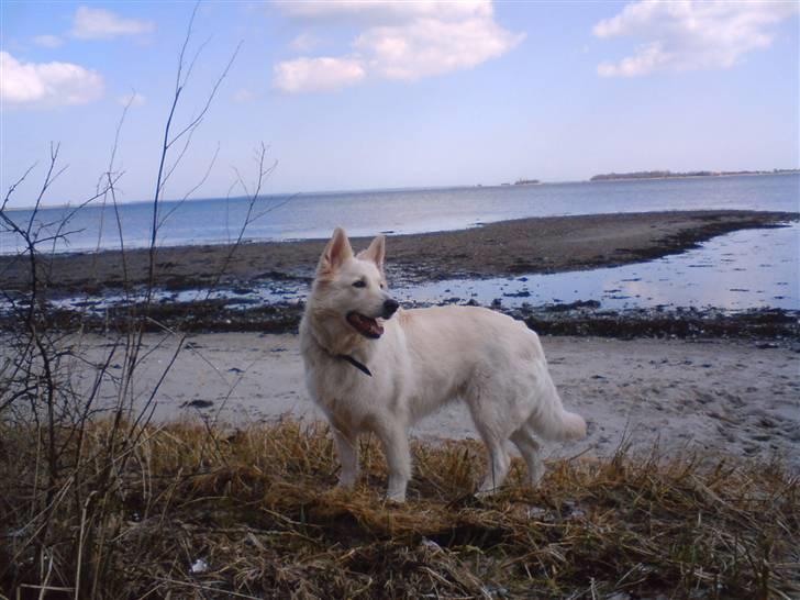 Hvid schæfer Zita billede 1