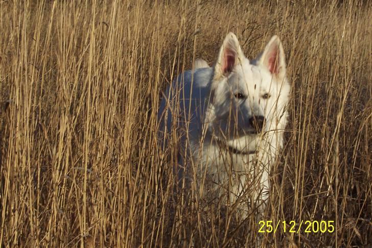 Hvid schæfer Zita billede 2