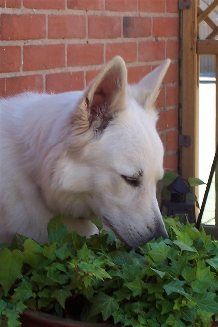 Hvid schæfer Zita billede 4