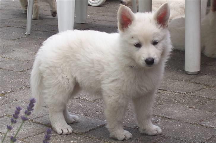 Hvid schæfer Zita billede 5