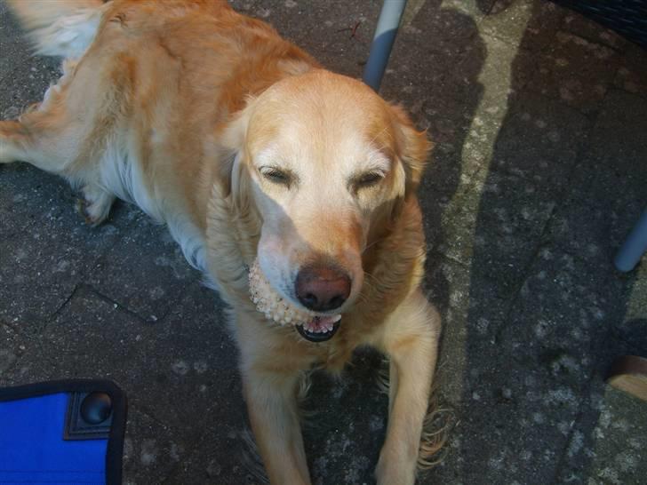 Golden retriever Daisy - daisy med sin bold billede 6