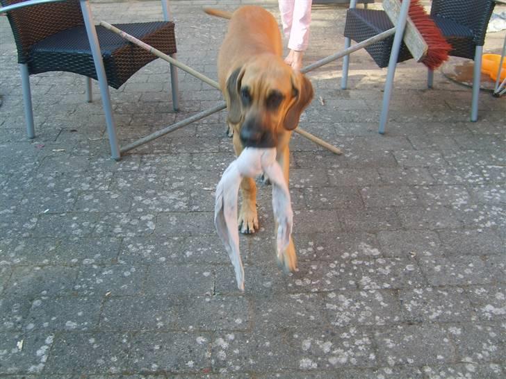 Grand danois Liva - elsker det legetøj<3 billede 7