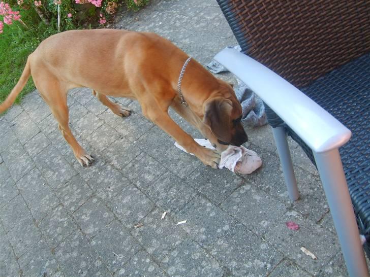 Grand danois Liva - hun gir lige sit legetøj et par tæv billede 8