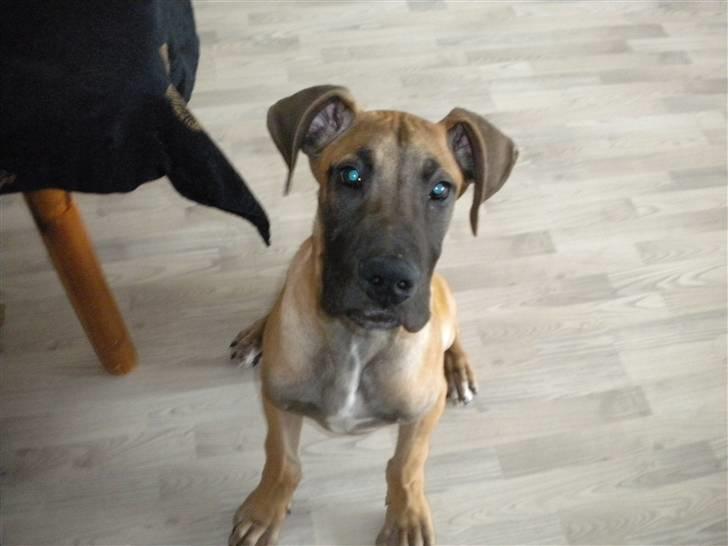 Grand danois Jakin - dengang jeg var lille :D billede 2