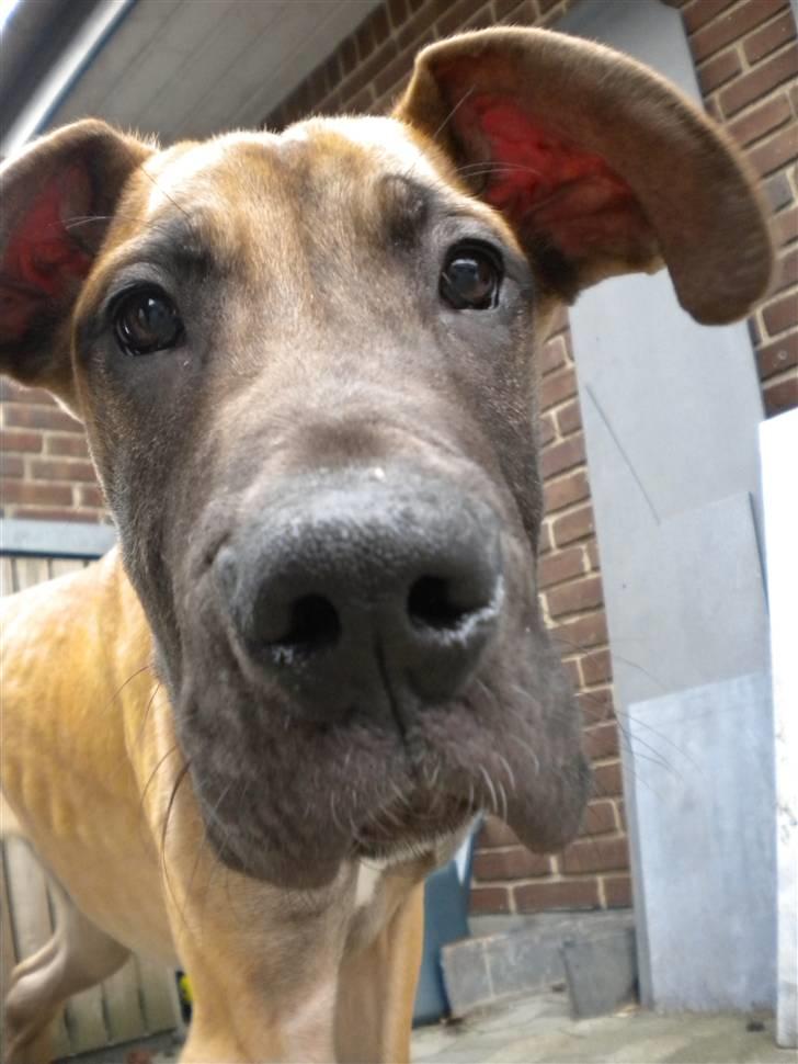 Grand danois Jakin - der er jeg heller ikke særlig gammel. billede 3