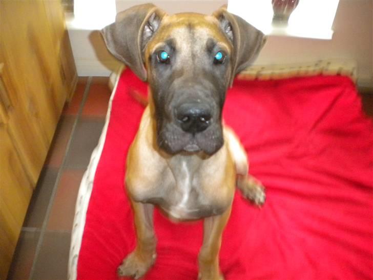 Grand danois Jakin - kun 4 måneder gammel, og har ikke været hos min nye familie i særlig lang tid. billede 4