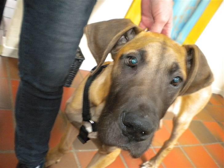 Grand danois Jakin - 5 måneder, og rigtig sød hvis jeg skal sige det selv,. billede 5