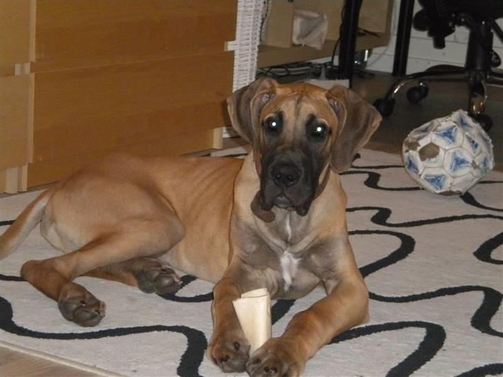 Grand danois Jakin - 5 eller 6 måneder gammel. billede 6