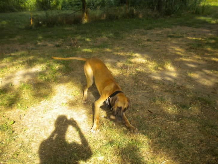 Grand danois Jakin - energi boost i frankrig. billede 7