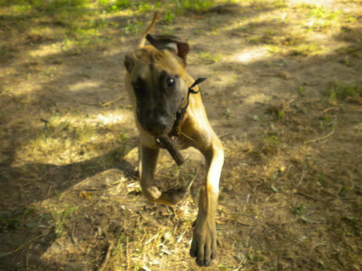 Grand danois Jakin - jeg elsker bare og løbe rundt og lege. billede 8