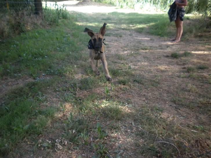 Grand danois Jakin - her kommer jeg :D billede 9