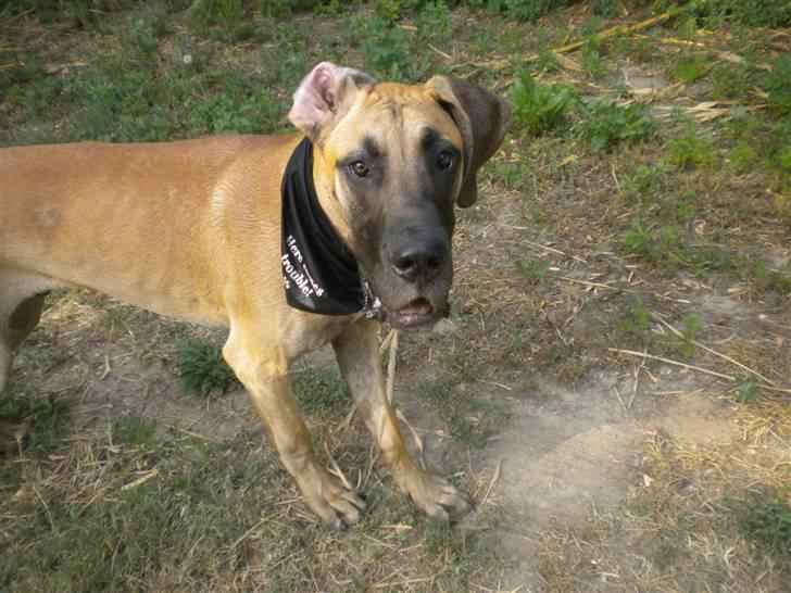 Grand danois Jakin - skal vi allerede hjem nu? vi kan da godt lege en time mere :D billede 10