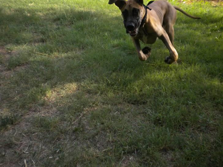 Grand danois Jakin - jeg syntes simpelthen det er så sjovt at rende rundt og opføre mig tosset. billede 11