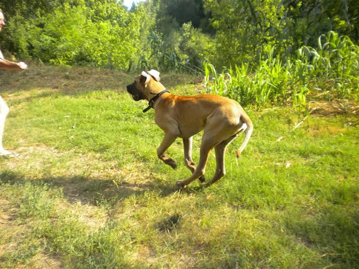 Grand danois Jakin - leg nu med mig. billede 12