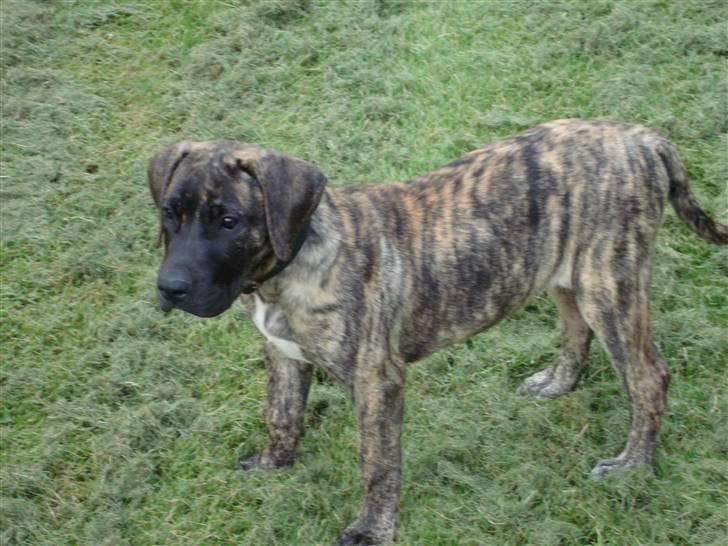 Dogo canario d&G´s joelle billede 1