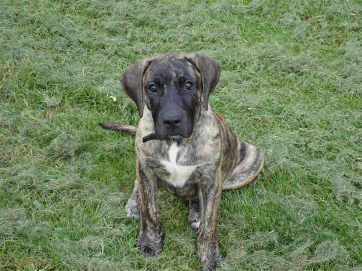 Dogo canario d&G´s joelle billede 2