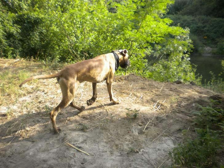 Grand danois Jakin billede 13