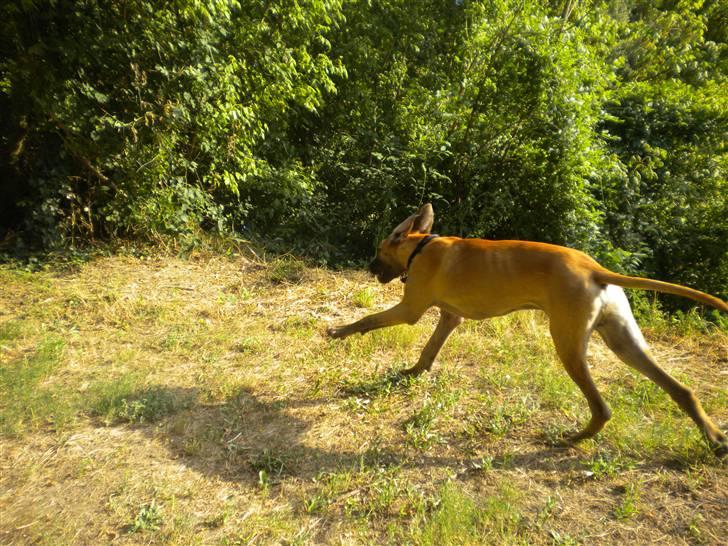 Grand danois Jakin billede 14