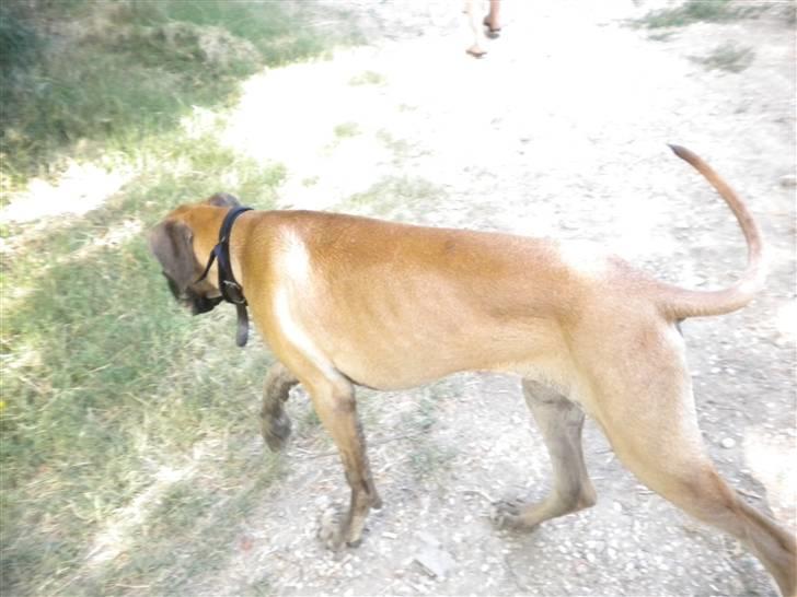 Grand danois Jakin billede 15