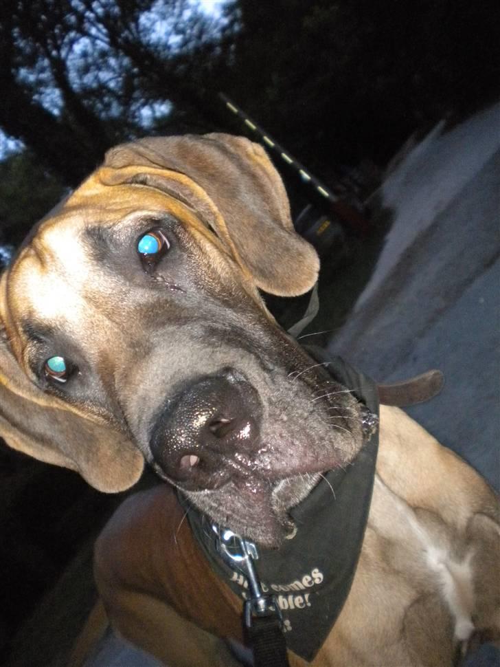 Grand danois Jakin - se hvor fin jeg er. billede 16