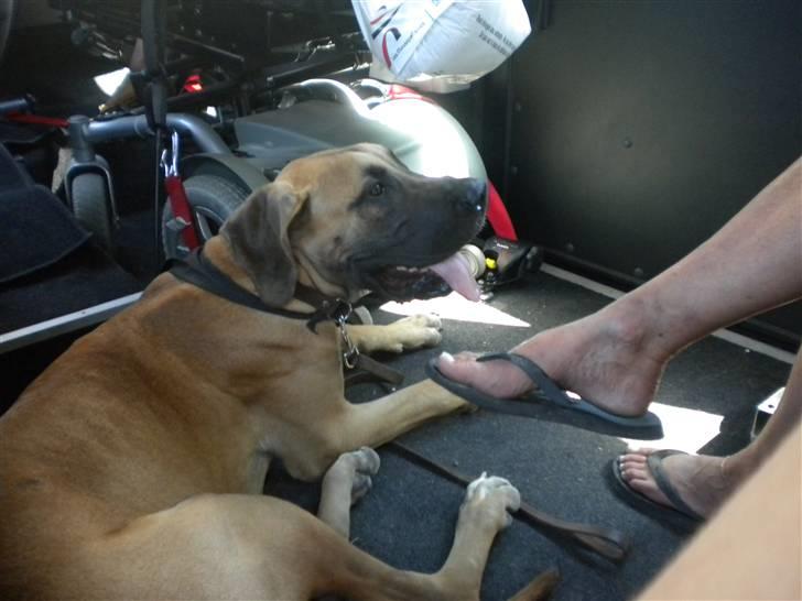 Grand danois Jakin - dejligt at ligge i aircondition. billede 17