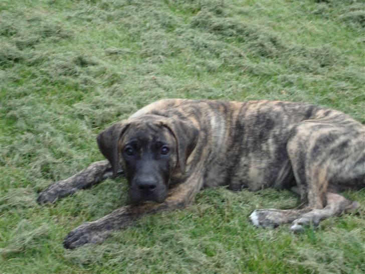 Dogo canario d&G´s joelle billede 3