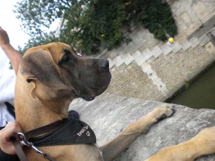 Grand danois Jakin - floden scenen i Paris er godt nok spændene. billede 18