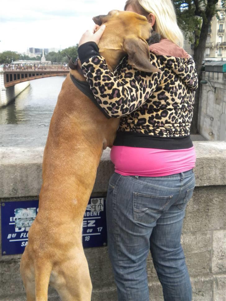 Grand danois Jakin - kramme tur med mor. billede 19