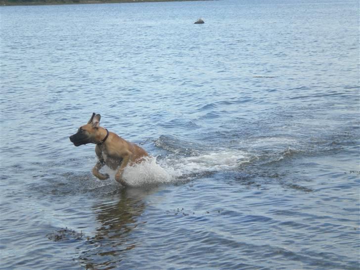Grand danois Jakin - ude og bade i havet ved kalø slotsruin. billede 20