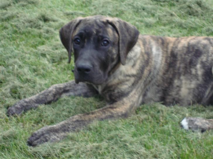 Dogo canario d&G´s joelle billede 4