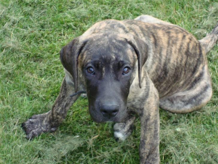 Dogo canario d&G´s joelle billede 5