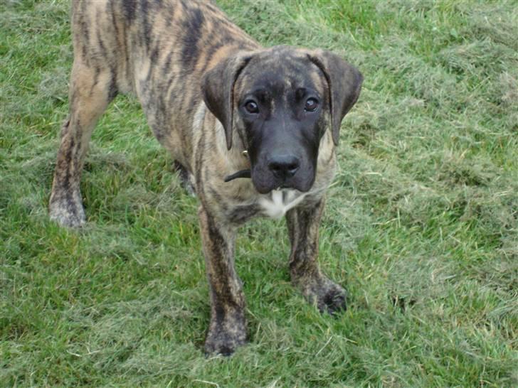 Dogo canario d&G´s joelle billede 6