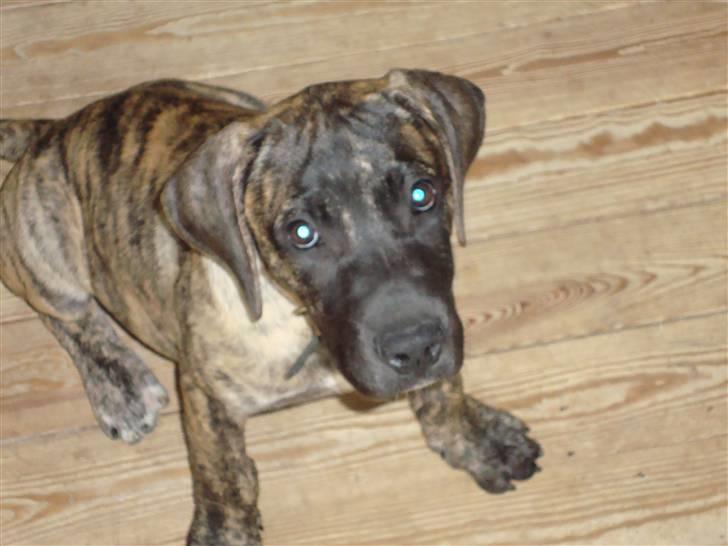 Dogo canario d&G´s joelle billede 7