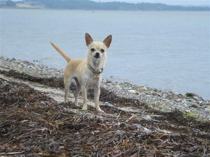 Chihuahua Aimee´s Angel  billede 1