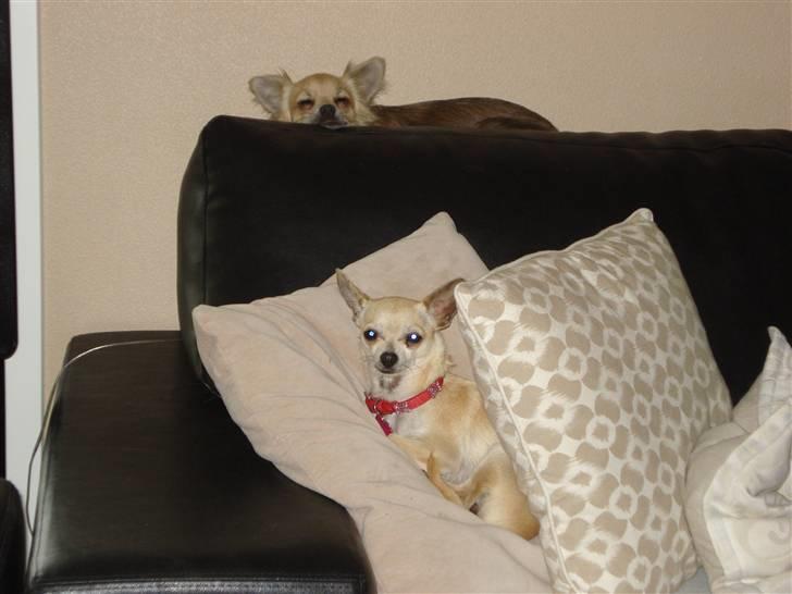 Chihuahua Aimee´s Angel  billede 2