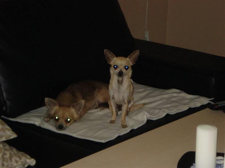 Chihuahua Aimee´s Angel  billede 3