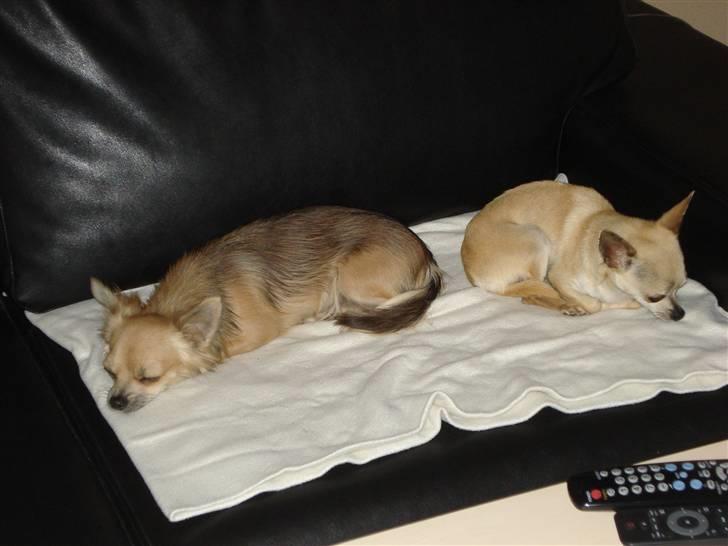 Chihuahua Aimee´s Angel  billede 4