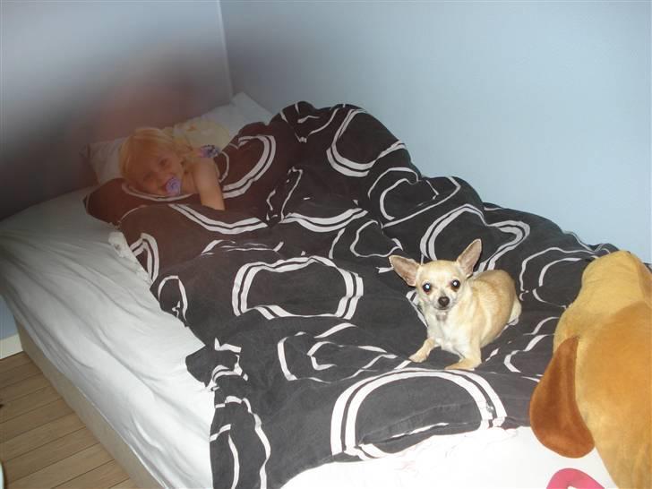 Chihuahua Aimee´s Angel  billede 5