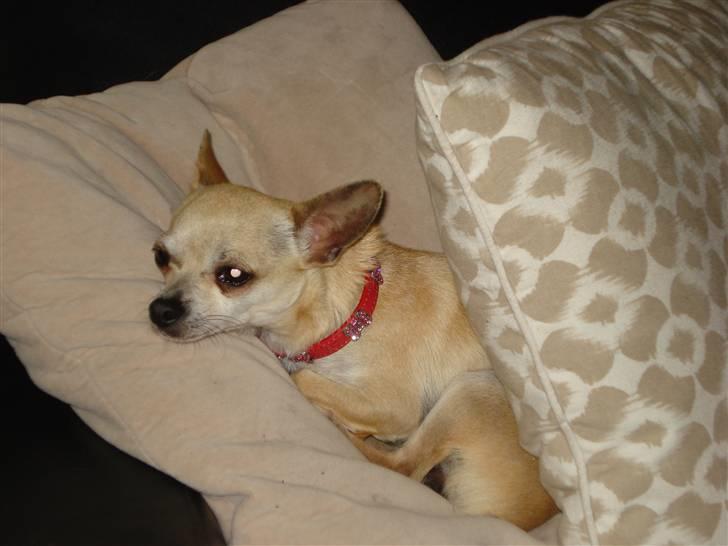 Chihuahua Aimee´s Angel  billede 6