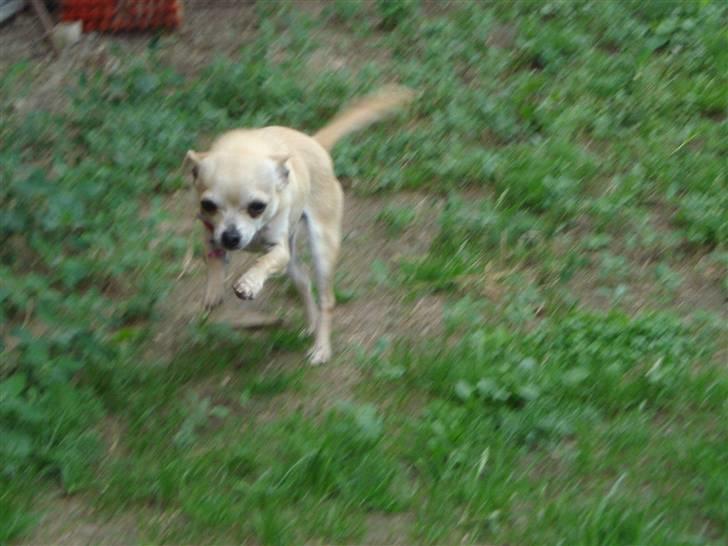 Chihuahua Aimee´s Angel  billede 7