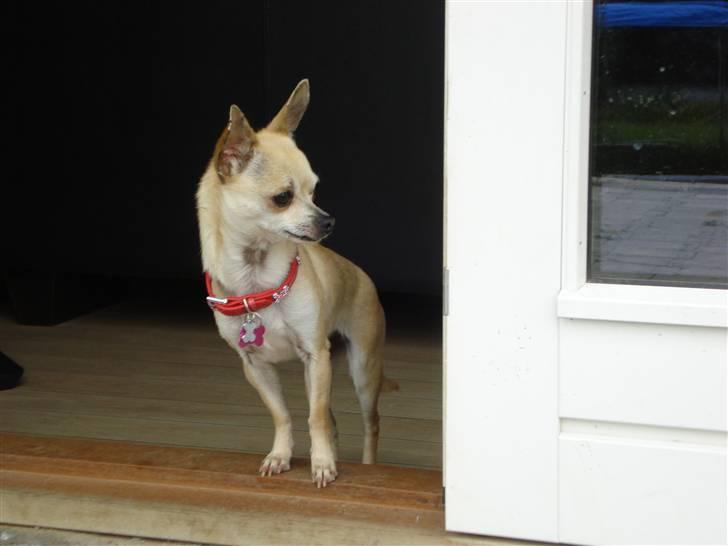 Chihuahua Aimee´s Angel  billede 8