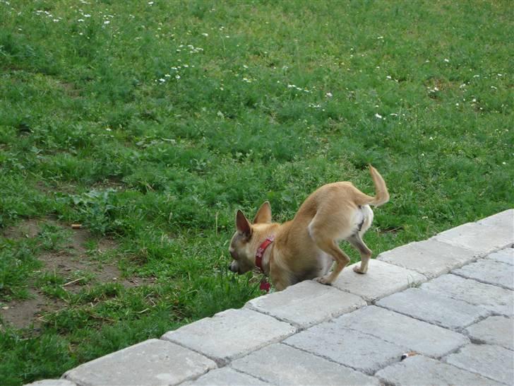 Chihuahua Aimee´s Angel  billede 9