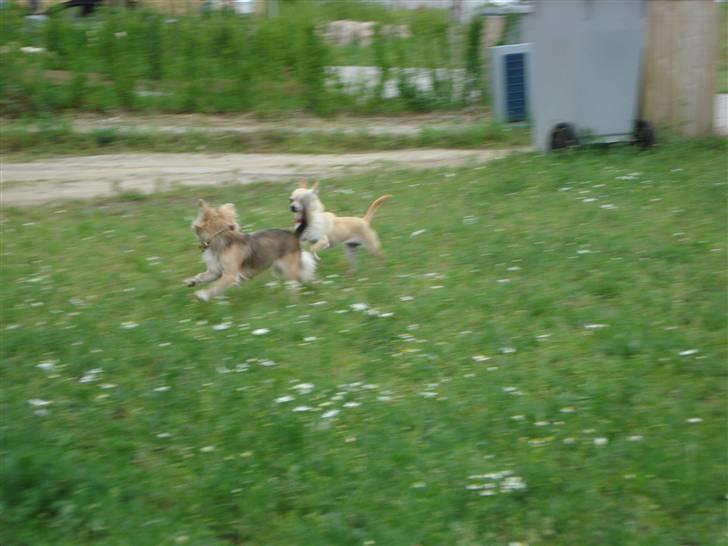 Chihuahua Aimee´s Angel  billede 10