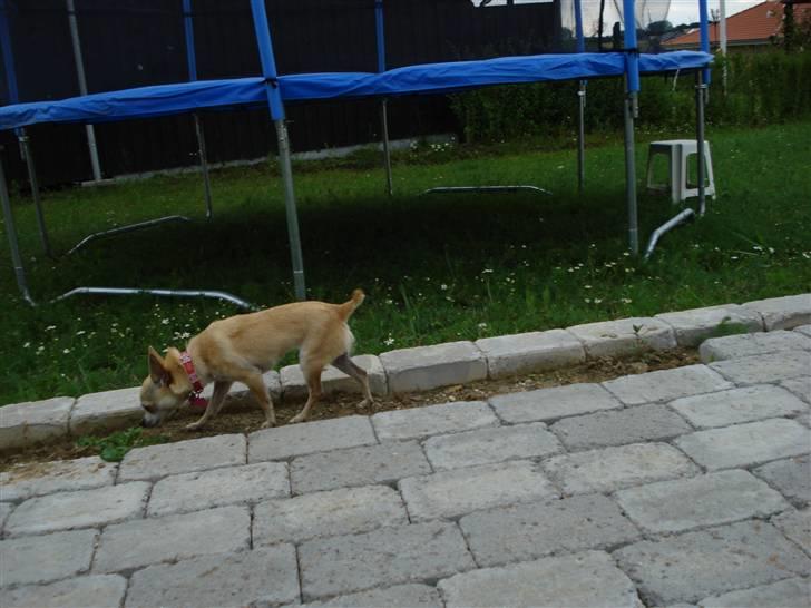 Chihuahua Aimee´s Angel  billede 11