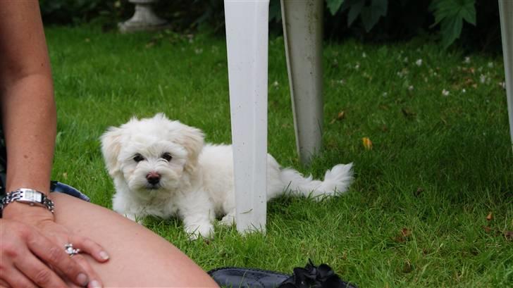 Bichon havanais Gydegaard's Magnus billede 16