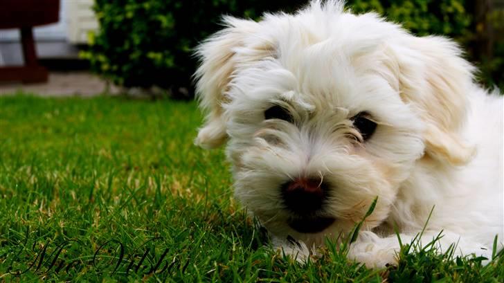 Bichon havanais Gydegaard's Magnus billede 17
