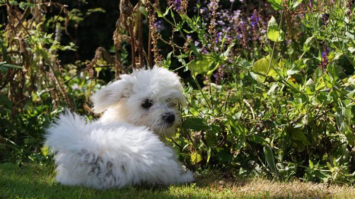Bichon havanais Gydegaard's Magnus billede 18